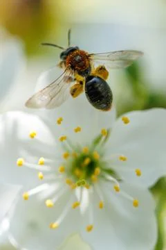 Small bee hovers above white flower Fotos Stock
