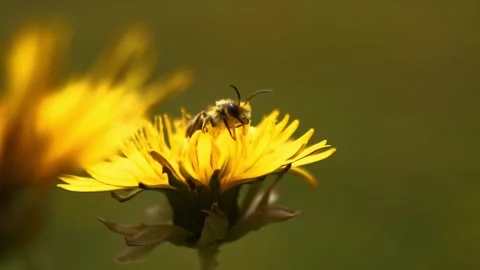 A small bee, an insect, is perched on a flower. The insect is covered in pollen Stock Footage 309965133