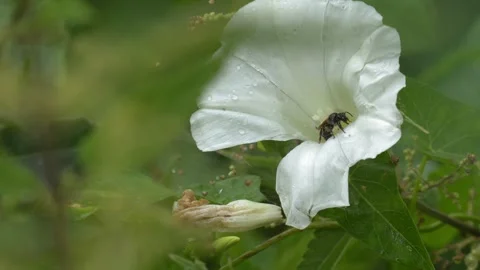 Small Bee Inside a Wet White Flower in a Meadow in 4K Slow Motion Stockbeeldmateriaal 341590425