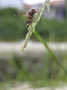 Small bee on a leaf with a blurred background Stockfoto's