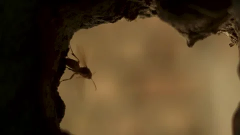 Small BEE madhumakhi Sitting on Wall in Natural Outdoor Light Stock Footage 320362935