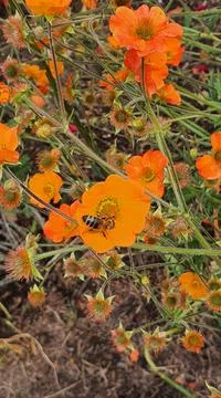 Small bee on a orange flower Stock Photos