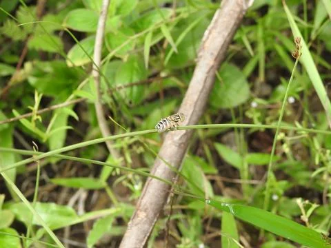 Small bee perched on a plant Stock Photos