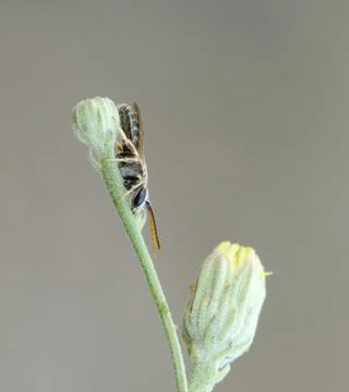 Small bee Stock Photos
