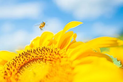 A small bee in pollen flies over a yellow petals of sunflower Helianthus Stock Photos