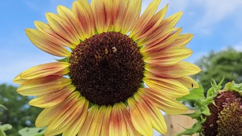 Small bee pollinating on large surreal sunflower with larger bees visiting Vidéo 247806489