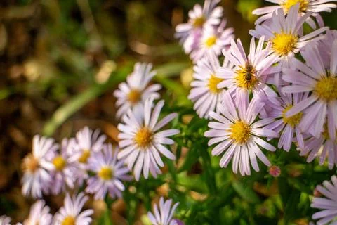 A small bee pollinating purple aster flowers in a sunny meadow garden Stock-Fotos