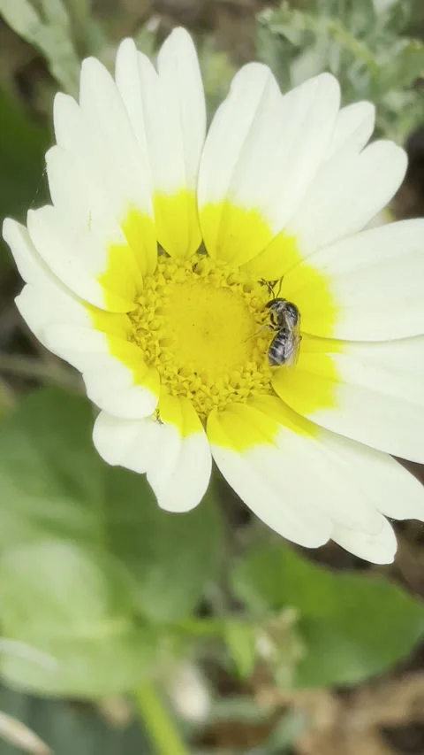 Small Bee Pollinating White Daisy Flower in Natural Garden Sunlight Vídeo Stock 334335005
