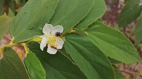 Small Bee Pollinating White Flower Macro Footage Stock Footage 343339145