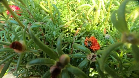 Small bee pushing and trying to find pollen in the red flower. 库存影片 94431168