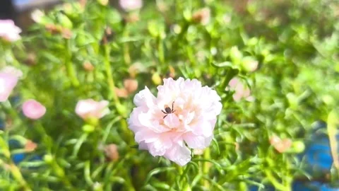 A small bee rests on the delicate petals of a light pink flower Stock Footage 336674877