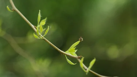 Small bee sitting on young spring leaves of Osage orange tree branch , 4K Stock Footage 106952698
