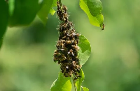 Small bee swarm on the tree Stock Photos
