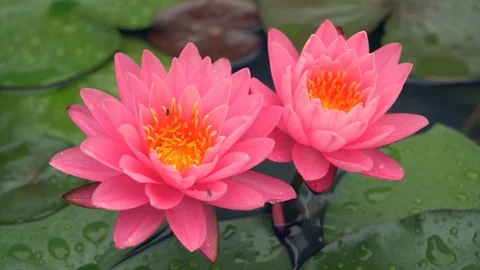 Small bee on water lily. Stock Footage 94992010