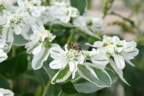 Small bee on the white flower Stock Photos