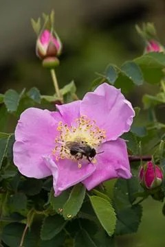 Small bee on wild old fashioned roses in late spring Stock Photos