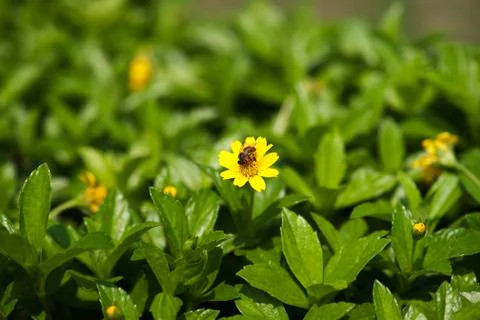 Small bee working getting honey nectar from yellow flower in summer. Stock Photos