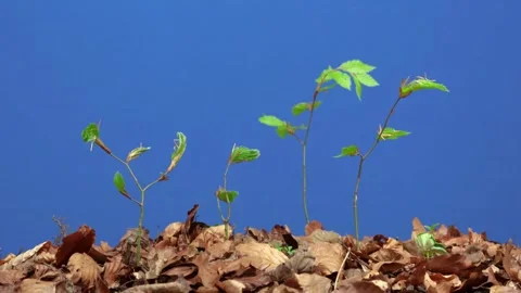 Small beech seedlings unfolding first leaves in timelapse (blue screen)  Stock Footage 334527335