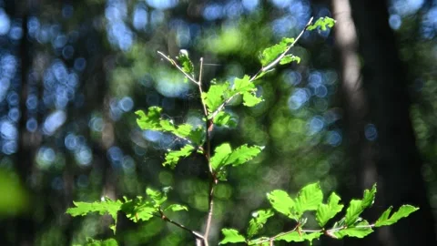 A small beech tree moves in the wind in a forest Video stock 217378493