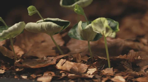 Small beech trees growing older timelapse Stock Footage 36665781