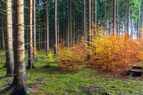 Small beech trees in spruce forest with moss Stock Photos