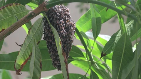 A Small Beehive in a tree Stock Footage 161910869