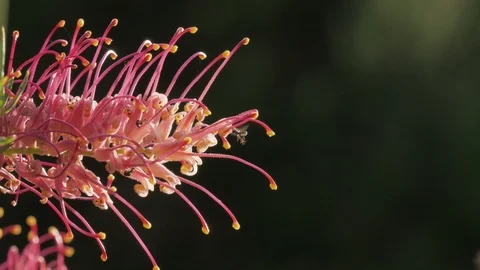 Small bees buzzing around a blooming spring flower Stockbeeldmateriaal 88299984