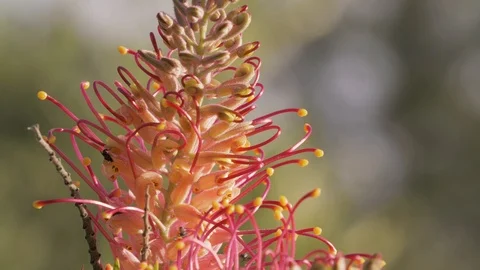 Small bees buzzing around a blooming spring flower Stockbeeldmateriaal 88300002