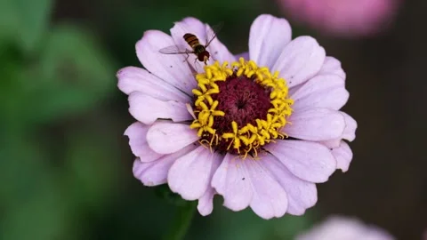 Small Bees collecting pollen from flower slow motion video (HD) Stock Footage 158237210