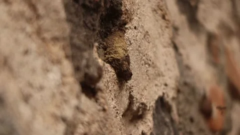 Small bees entering the nest in turns. Trigona Stock Footage 294736055