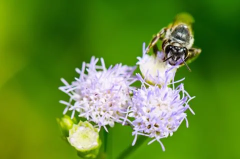 Small bees looking for nectar Stock Photos