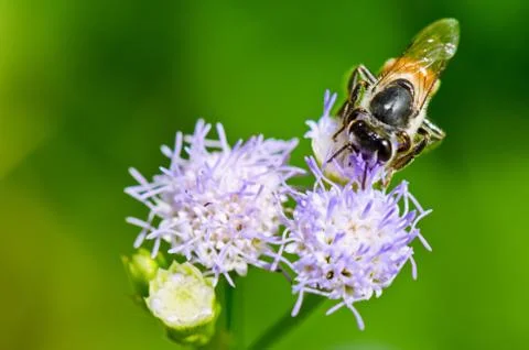 Small bees looking for nectar Stock Photos