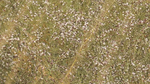 Small bees over white flowers on bush Stock Footage 94872377