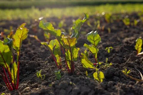 Small beet plants are sprouting from dark, rich soil, illuminated by warm s.. Stock Photos