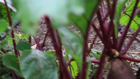 Small beet plants in the garden, close up Stock Footage 245755238