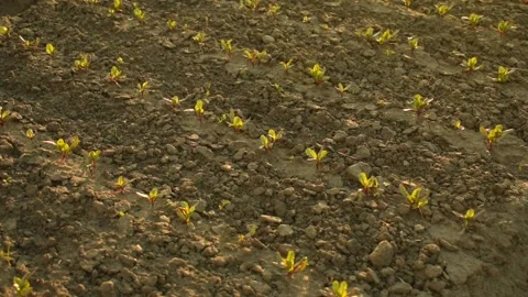 Small beet sprouts, sunlight Stock Footage 138939707