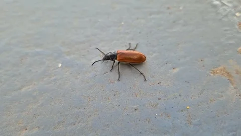 Small beetle with a brown body and a black head runs across a grey surface Vídeos de archivo 335082005