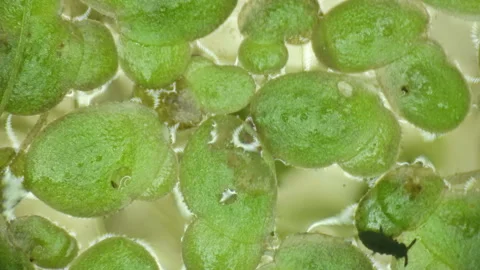 A small beetle bug runs through green leaves in a pond under a microscope 库存影片 90428603