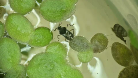 A small beetle bug sits on a leaf floating in a pond under a microscope 库存影片 90428403