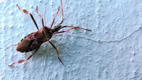 Small Beetle Climbs Up a Perpendicular Cement Wall Stock Footage 140936484