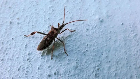 Small Beetle Climbs Up a Perpendicular Cement Wall Stock Footage 140936485