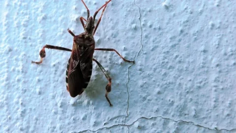 Small Beetle Climbs Up a Perpendicular Cement Wall Stock Footage 140936494