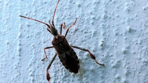 Small Beetle Climbs Up a Perpendicular Cement Wall Stock Footage 140936552