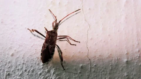 Small Beetle Climbs Up a Perpendicular Cement Wall Stock Footage 140936569