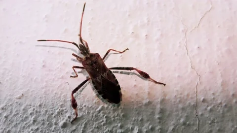 Small Beetle Climbs Up a Perpendicular Cement Wall Stock Footage 140936575