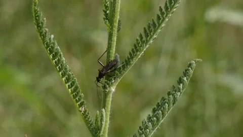 Small beetle crawling on feathery yarrow leaf in wild field macro Vidéo 340918287