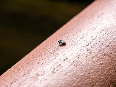 Small beetle crawling on terracotta ledge in garden macro 스톡 사진