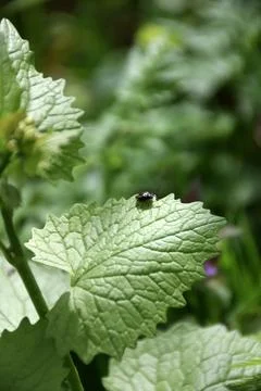 A small beetle crawls on a green leaf close-up. Macro photography of nature Stock Photos