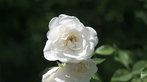 Small beetle crawls in a white rose Stock Footage 133218472