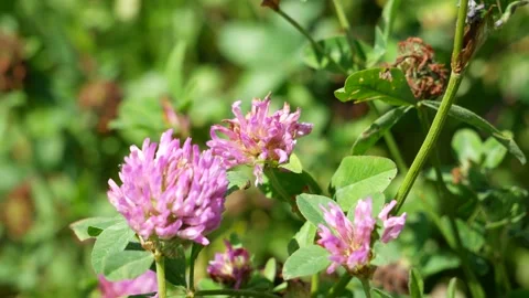 A small beetle drives away a bumblebee from a clover flower. 스톡 동영상 134704654
